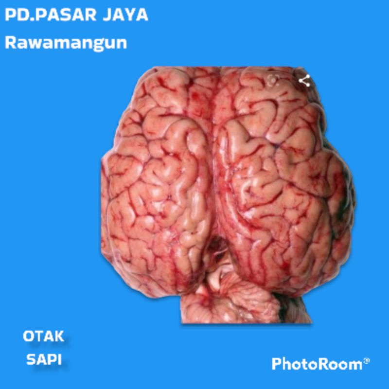 

otak sapi segar