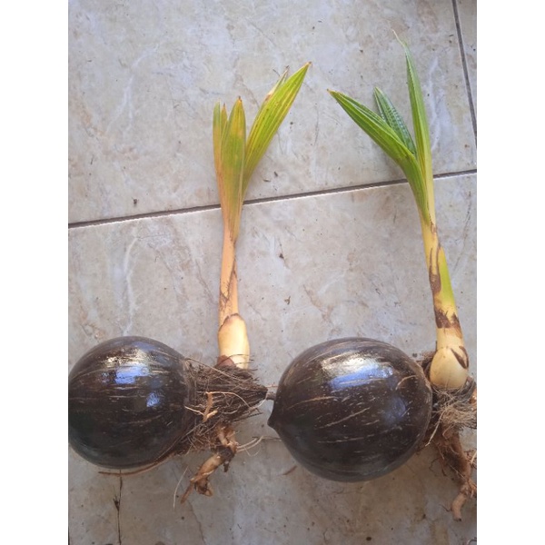 Bahan bonsai kelapa gading orange/kuning