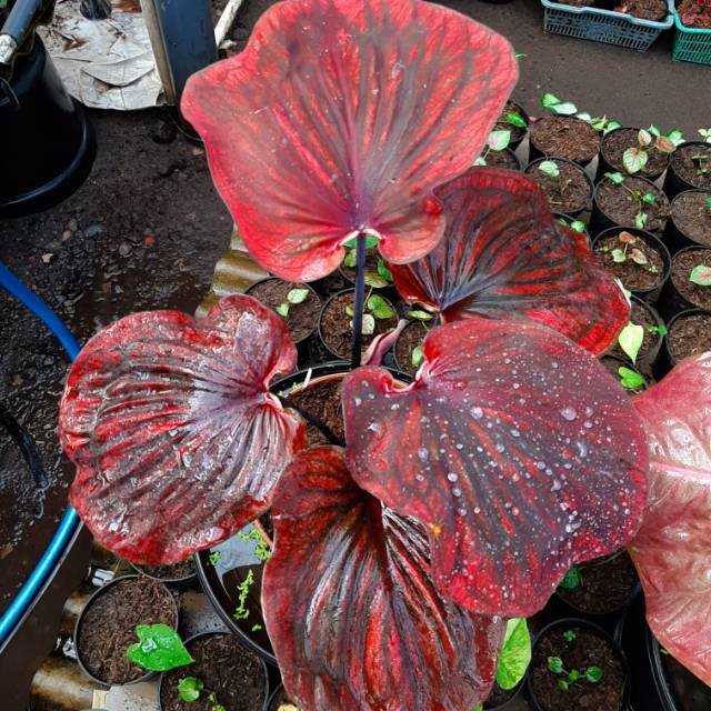 Nagoya Caladium Keladi Kaladi Caladium Import Thailand Talas Lompong Tanaman Hias Bunga Shopee Indonesia