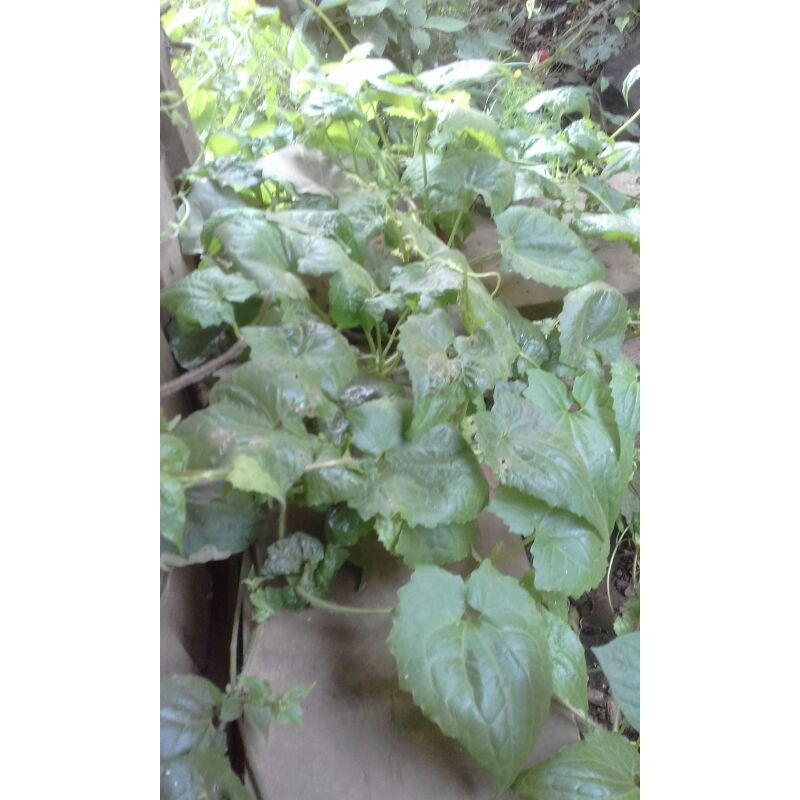 

jual daun sembung rambat 500gram