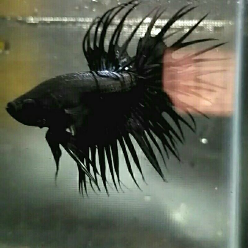 cupang hias serit super black