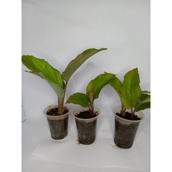 Bibit kunyit hitam asli