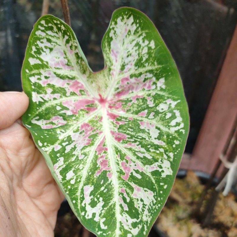 caladium pink cloud/keladi