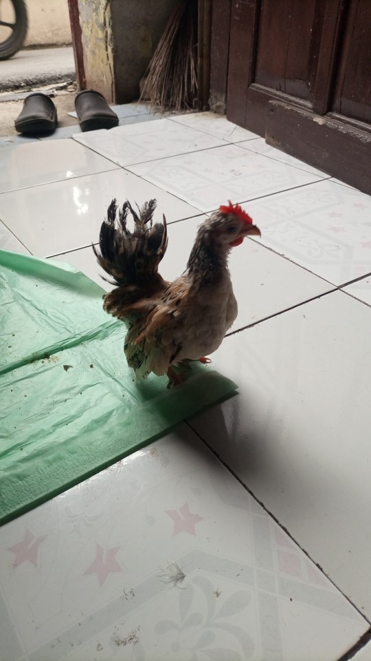 Ayam Hias /anak Ayam Serama /kate Ceper/poland/batik Kanda/batik Itali/chocin