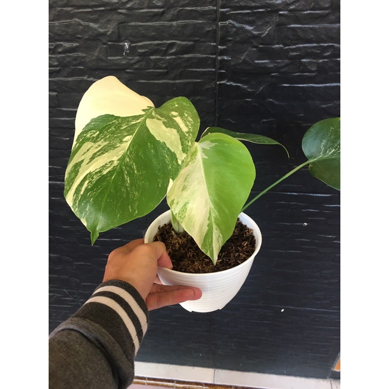 monstera variegata halfmoon/monstera varigata marble