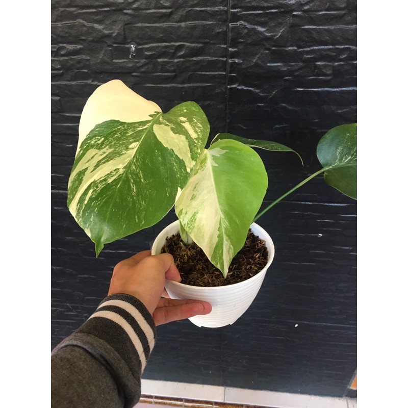 Monstera Variegata Halfmoon Monstera Varigata Marble Shopee Indonesia