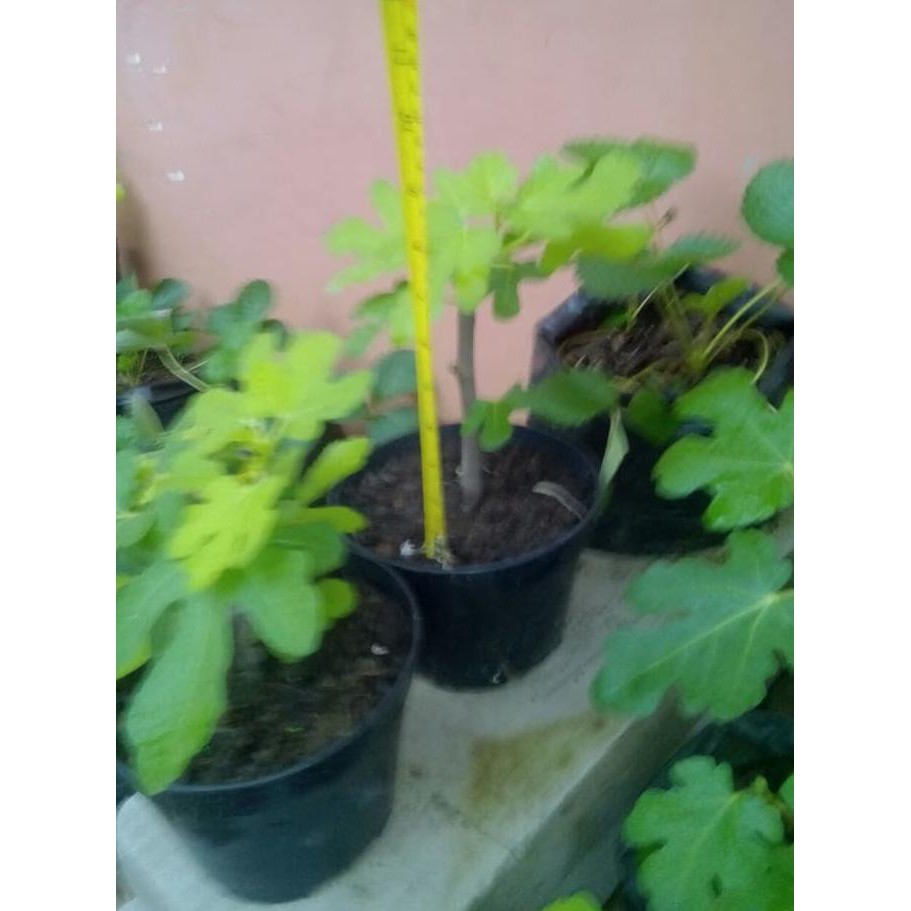 Asli Bibit Pohon Tin Red Palestine ( Khurtmani Fig ) Bibit Buah