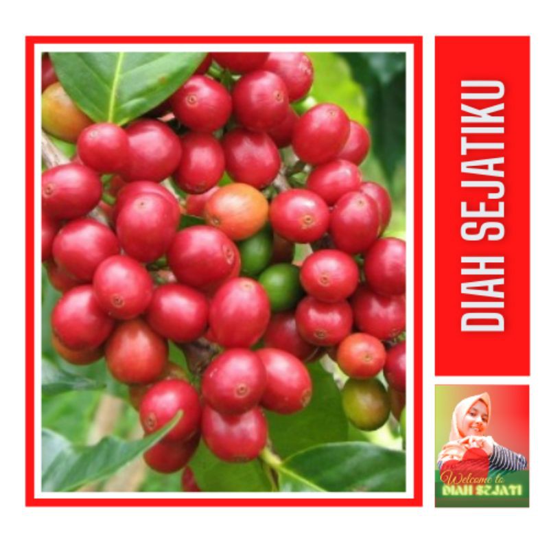 Bibit Kopi Robusta Tugusari