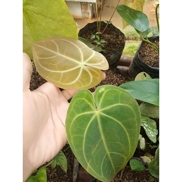 Kuping gajah jumbo tanaman hias kuping gajah jumbo