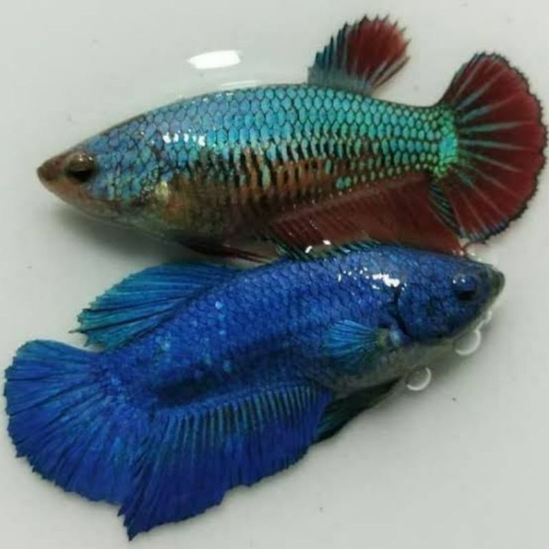 ikan cupang betina pk giant full telur siap breed murah