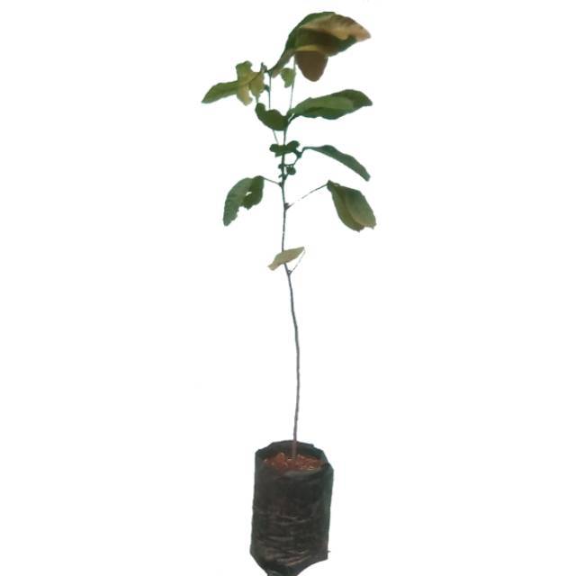 Bibit buah matoa 60 cm // benih matoa // tanaman matoa // buah matoa