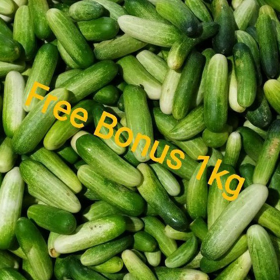 

Timun Lokal-Ketimun 250gr + Gratis Bonus