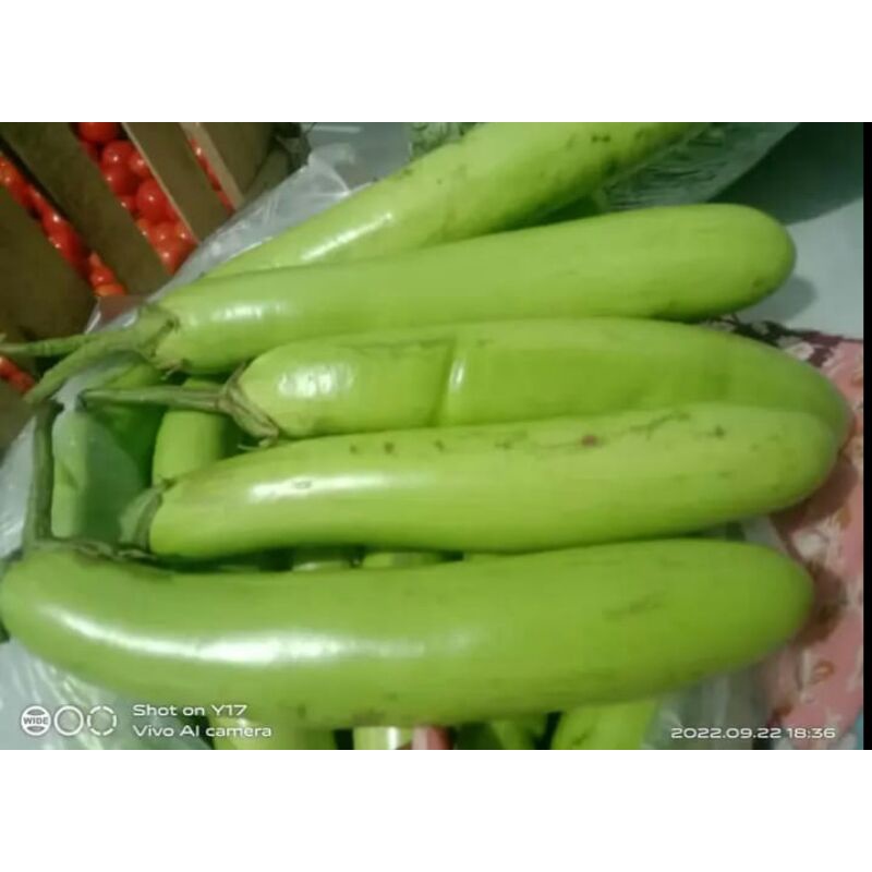 

TERONG 1 KG