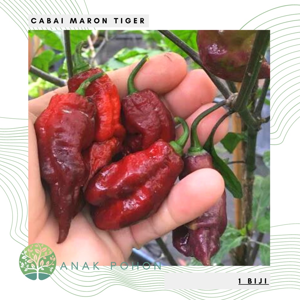 Benih Bibit Biji - Cabai Maron Tiger Cabe Pepper Seeds