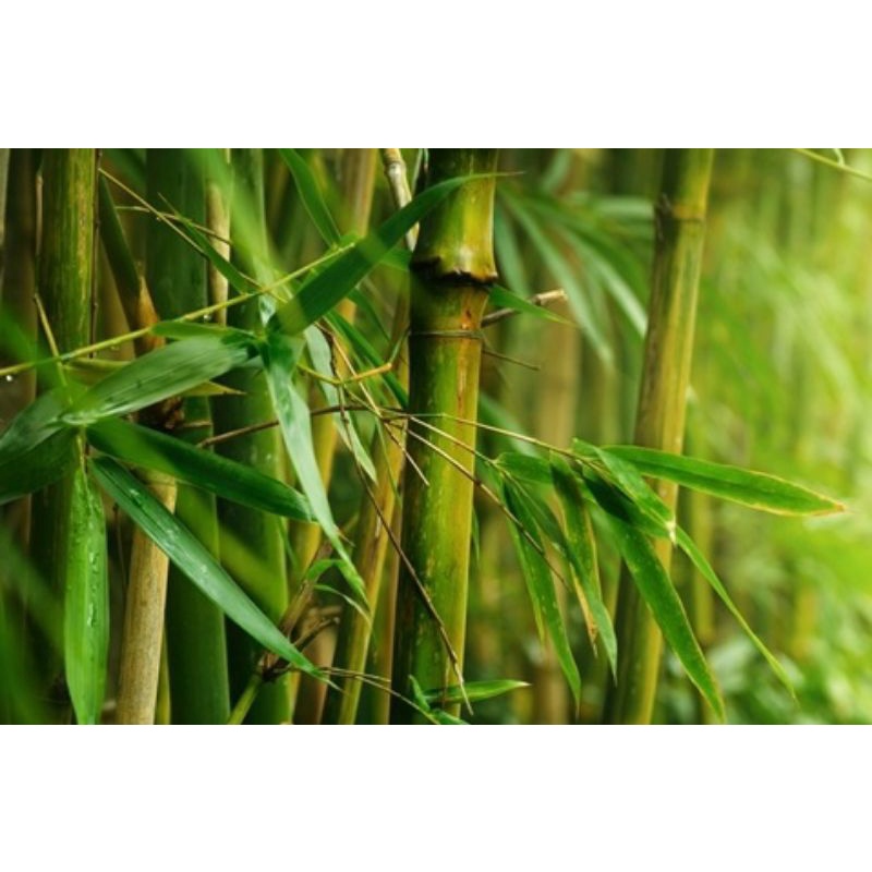 DAUN BAMBU KERING