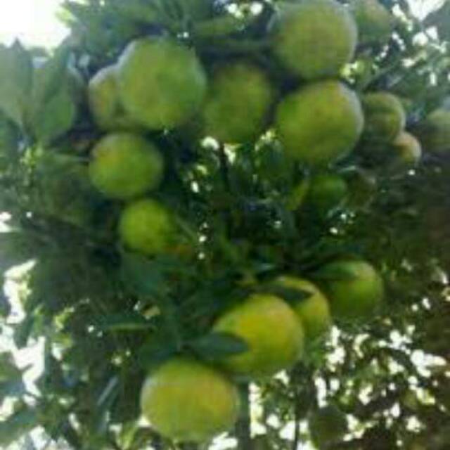 

Jeruk siam manis marabahan