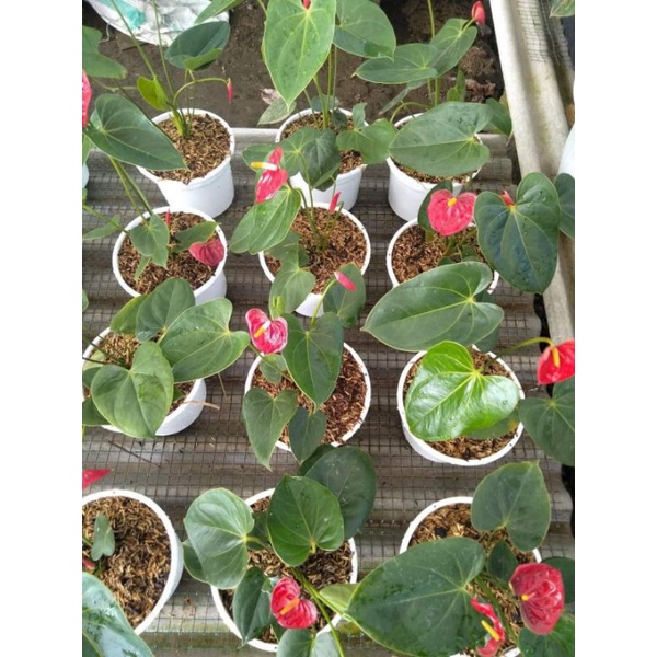 Tanaman Anthurium Mickey Mouse Anthurium Miki mouse