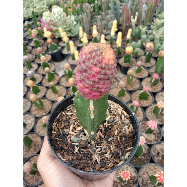 kaktus nanas variegata