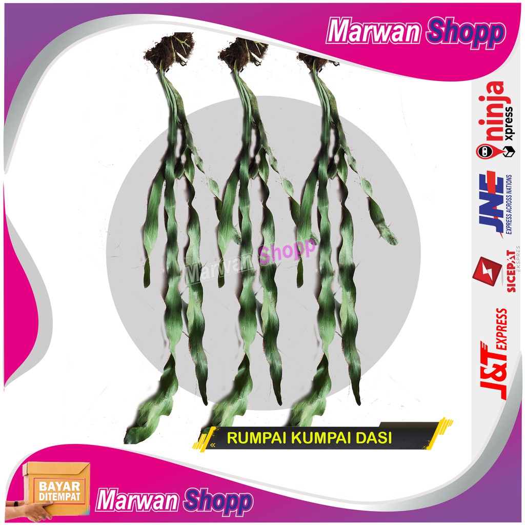 RUMPAI KUMPAI DASI TANAMAN HIAS GANTUNG  MARWAN SHOPP