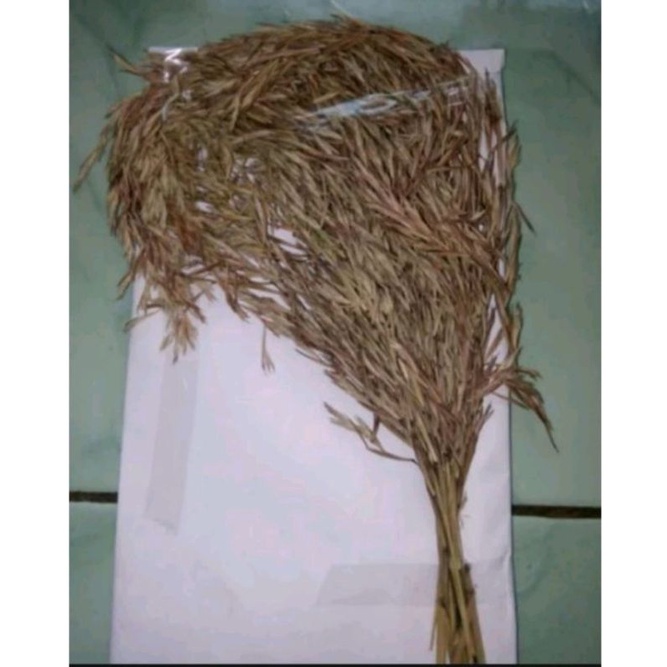 kembang sereh segar