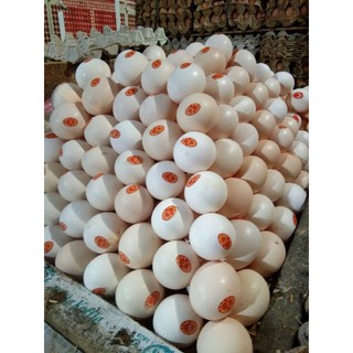 Telur Ayam Kampung Asli Omega/ORGANIK Segar 