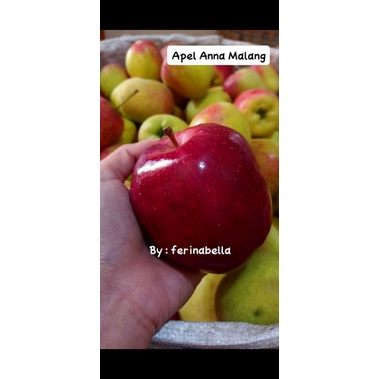 

Apel Anna Malang 1,5kg