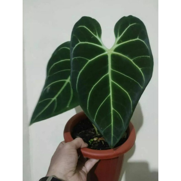 (BISA COD) new beby antorium regale hybrid/antorium beby regale/bibit