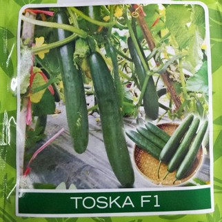 Benih TIMUN JEPANG (isi-4) _ Biji Bibit Sayur TOSKA F1
