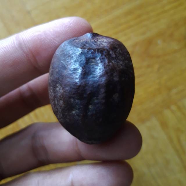 

Muncang Suuk/kemiri jenis suuk