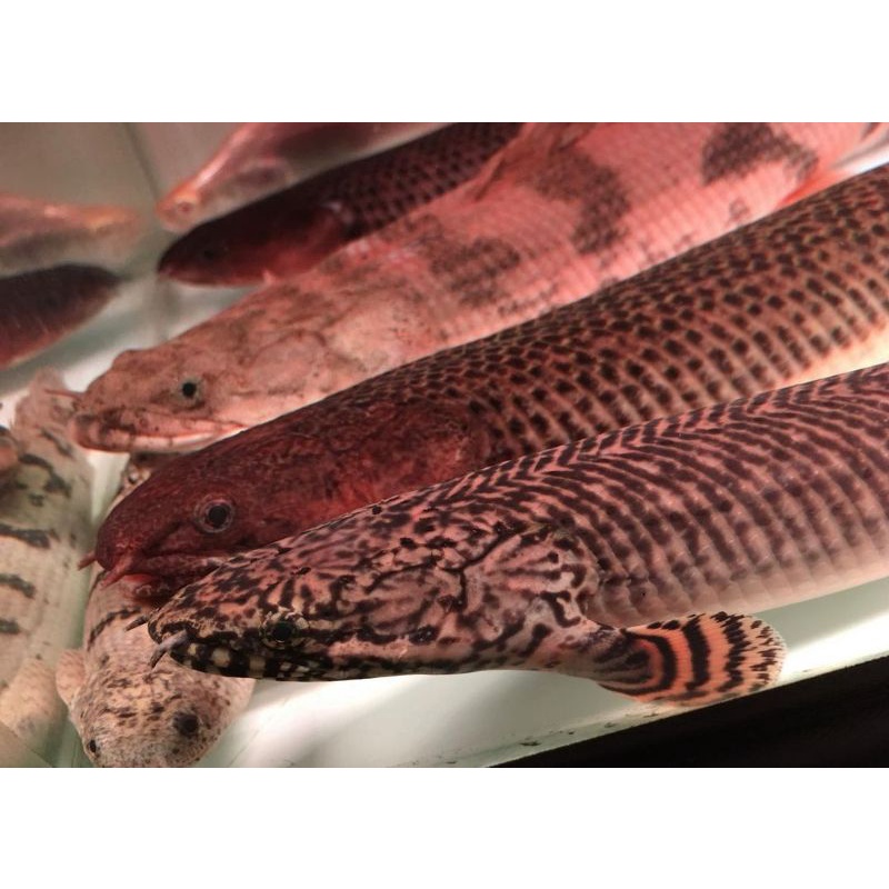 PROMO HOBBIES Palmas lapradei size -+11 cm fix sortiran sehat good marking ( Beli 4 gratis 1 )