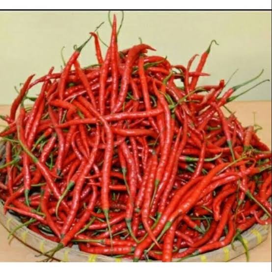 Bibit Benih Biji Cabe Keriting Merah Pedas Panjang Cocok Untuk Sambal
