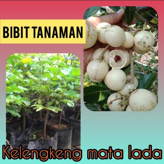 Bibit Lengkeng Mata Lada / Lengkeng Hawai
