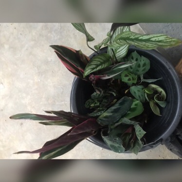 Calathea Levonero /kalatea Bibit Tanaman Hias Bunga