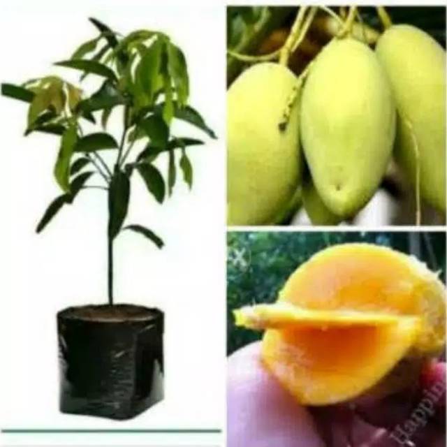 Aneka Bibit Mangga golek Hasil Okulasi