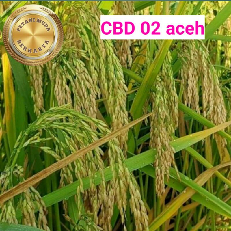 Benih Padi CBD 02 bibit padi Aceh malai mantap perawatan mudah hasil melimpah ruah promo harga murah