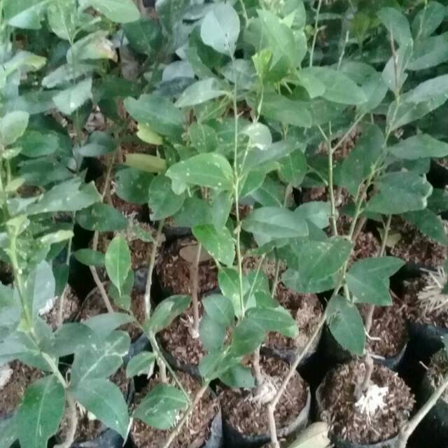 Bibit jeruk lemon jumbo