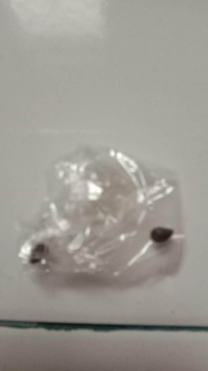 Bibit Biji Palem Merah Lipstick Palm