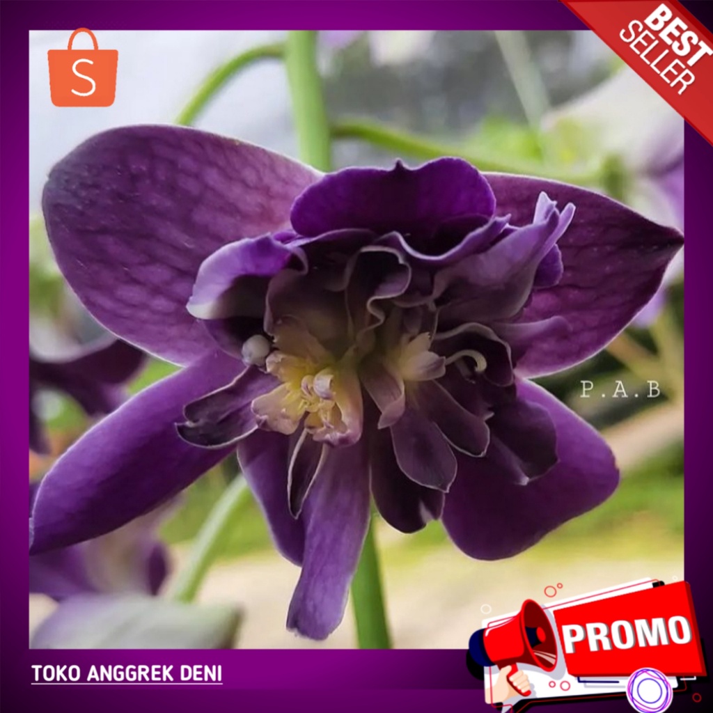 Anggrek Dendrobium Sunshine blue (Mawar biru)