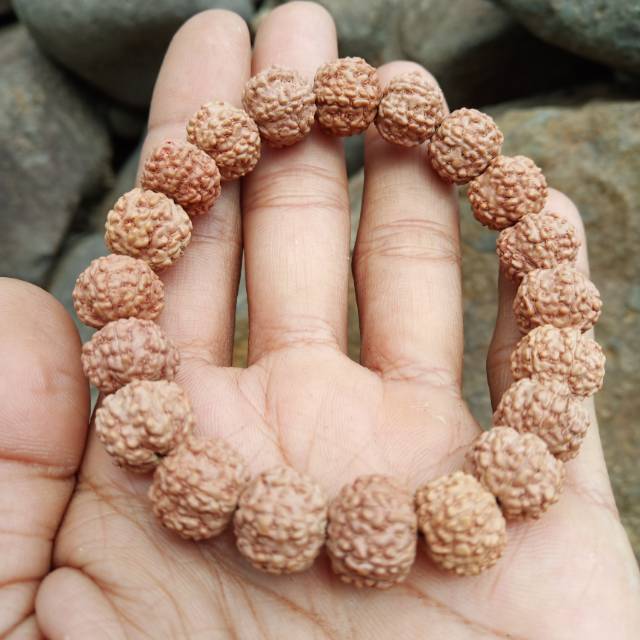 Jenitri mukhi 6 rudraksha genitri mukhi 6