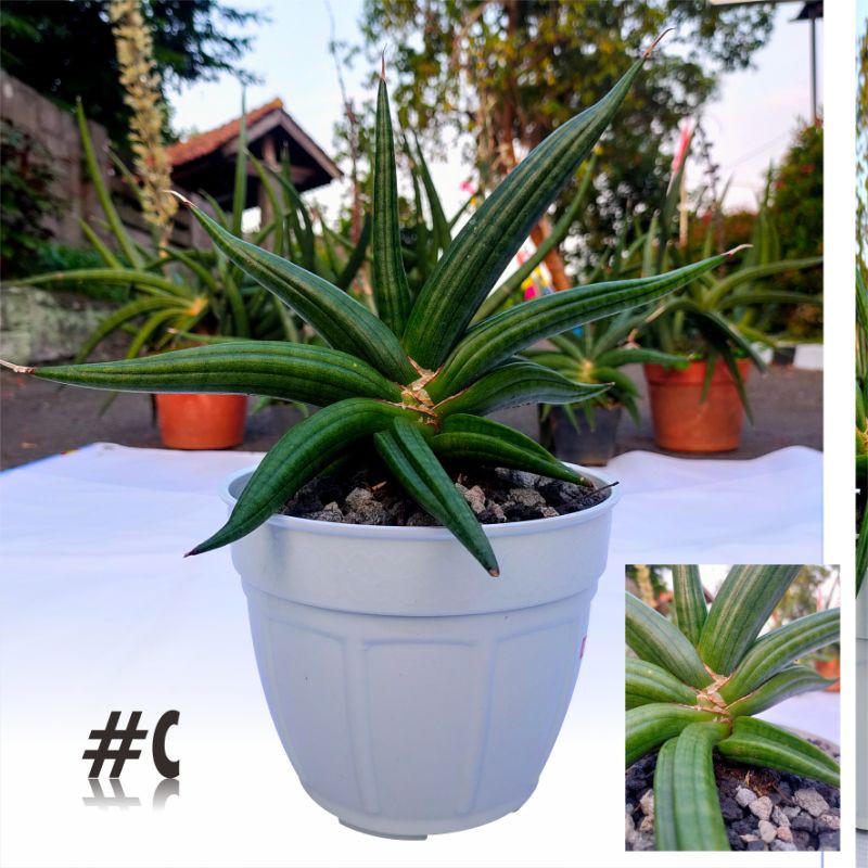 Sansivera Patens / Ed Eby #C