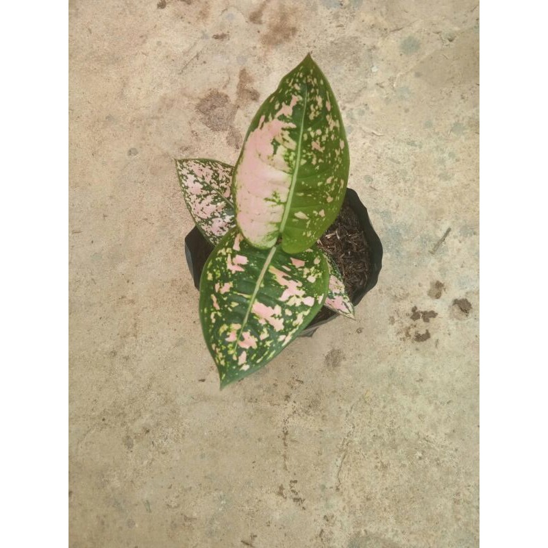 aglonema ruby compacta