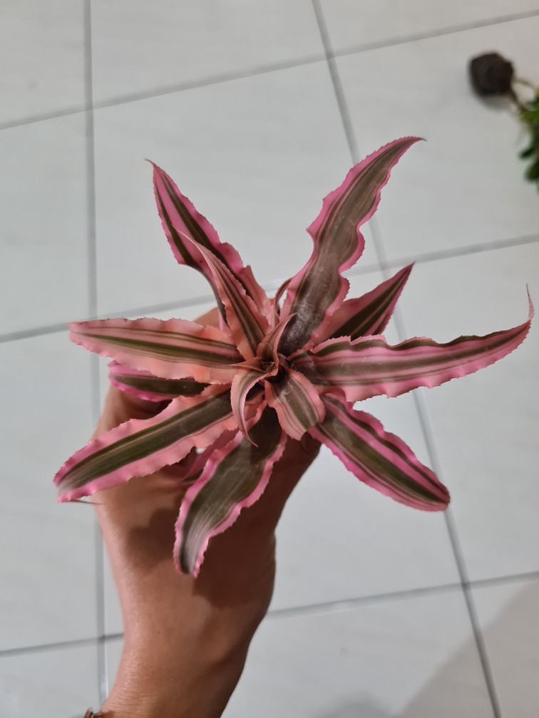 Tanaman Hias Criptantus Pink