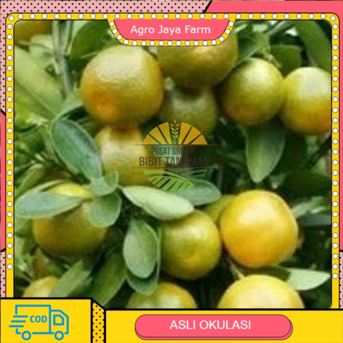 bibit jeruk keprok siam pontianak