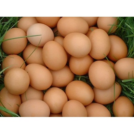 

Telur Omega Curah Segar Perkilo