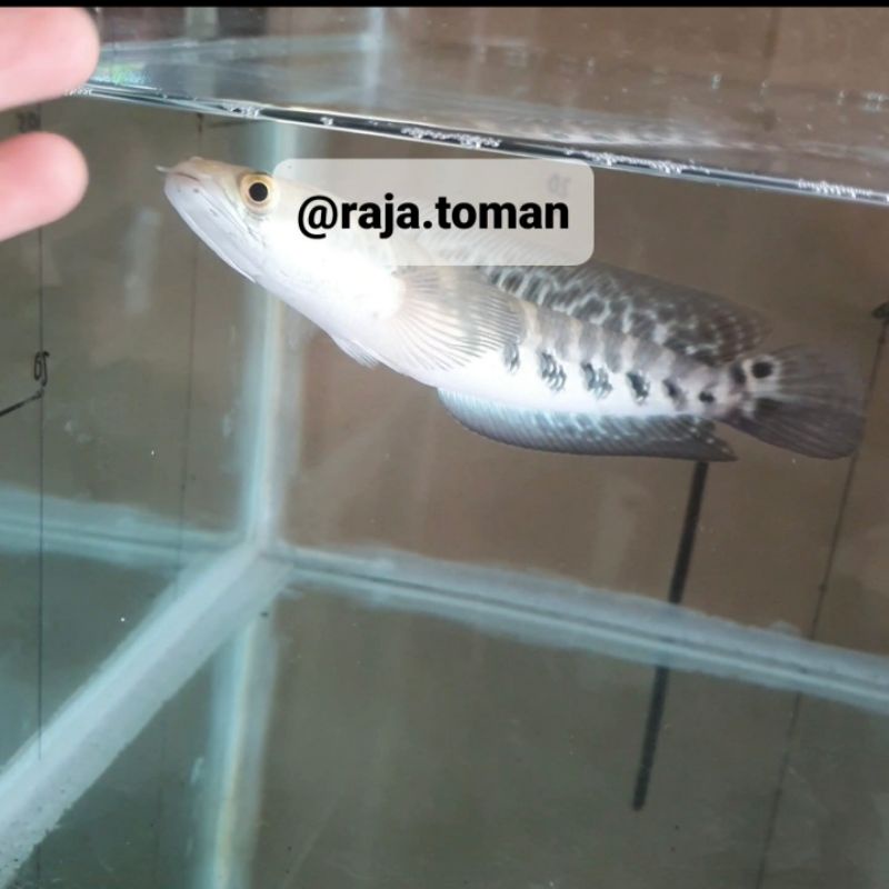 Channa Maru Yellow Sentarum Kontes 19 cm Invoices