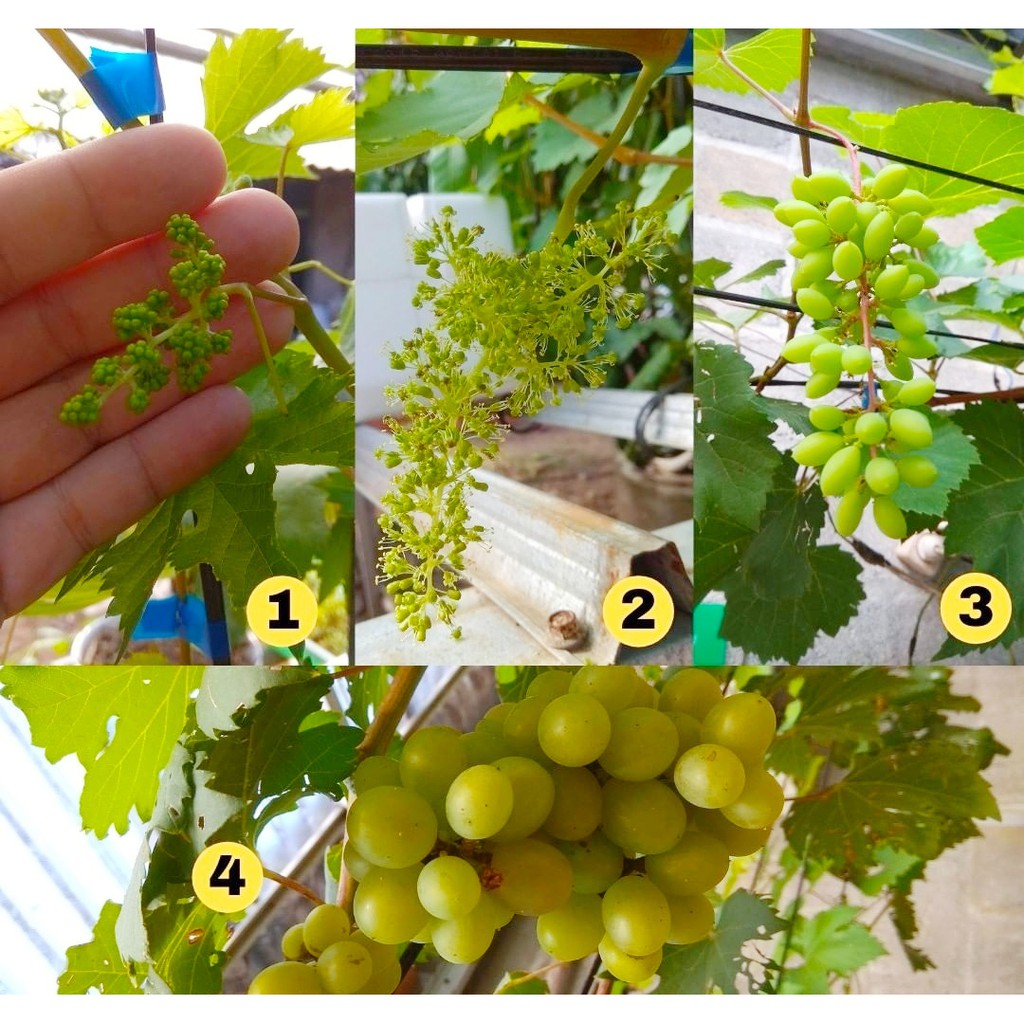 Gaardeen Mr.G, Hormon Ga3 Untuk Tanaman Anggur, Pembesar Buah Anggur, Giberelin