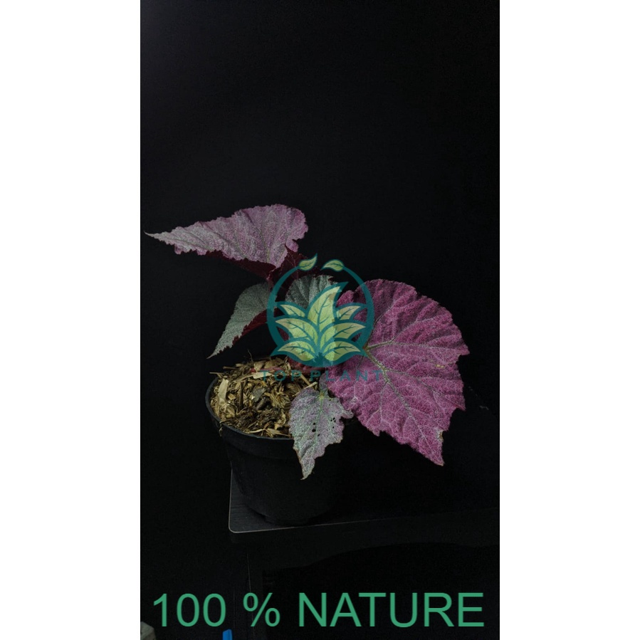begonia harmoni pink satin - bibit begonia pink - topplant