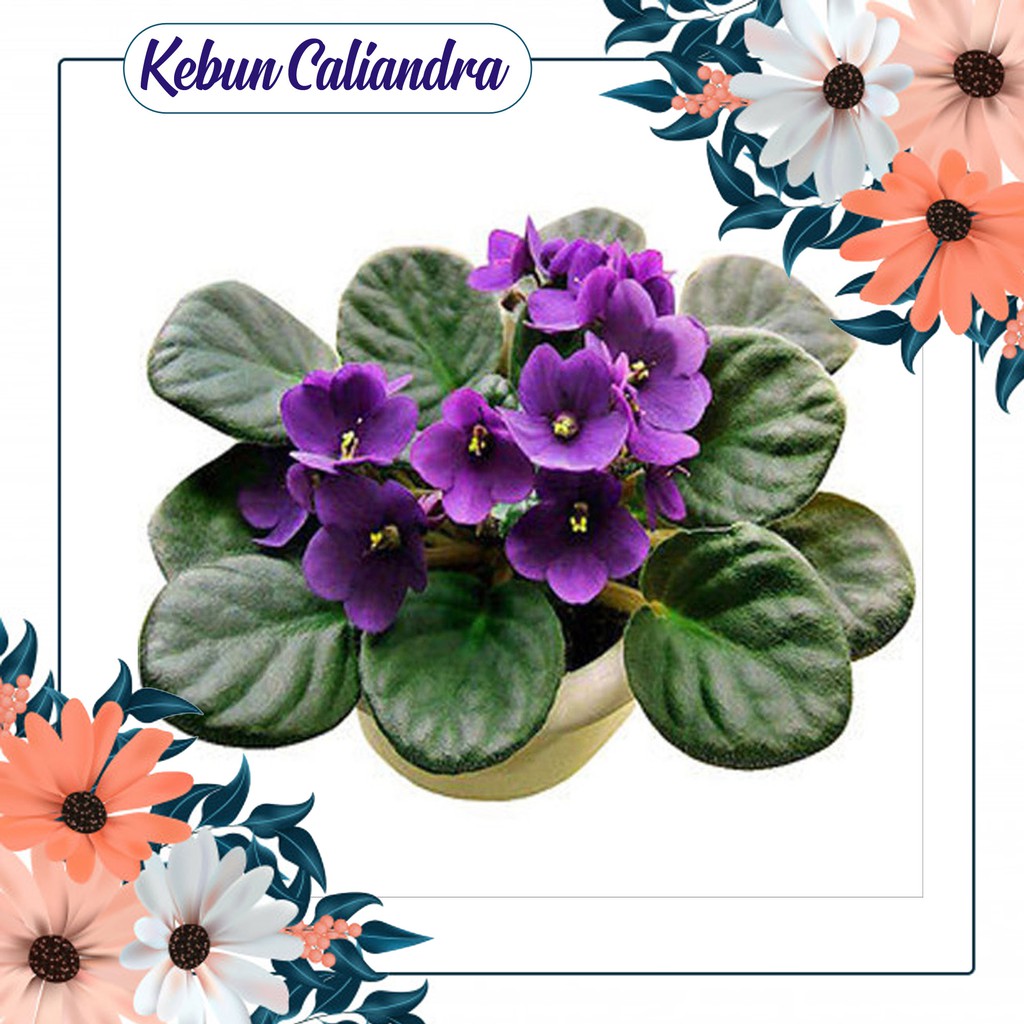 KEBUNCALIANDRA - Bibit Bunga Violces