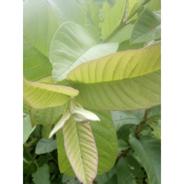 

DAUN JAMBU BIJI 250 gr