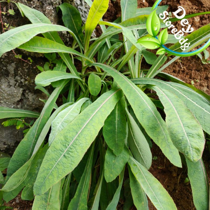 

Daun tempuyung segar 500 Grm murah